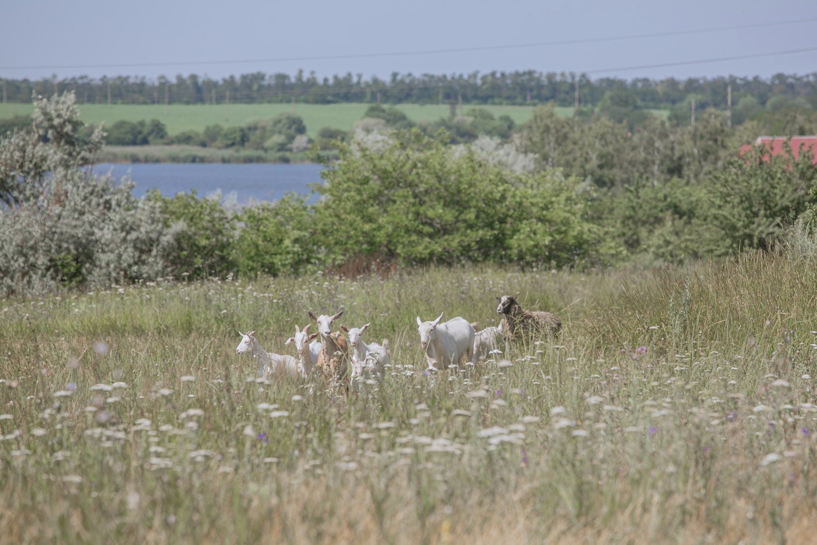 Chèvres dans un pré fleuri au bord d'un lac