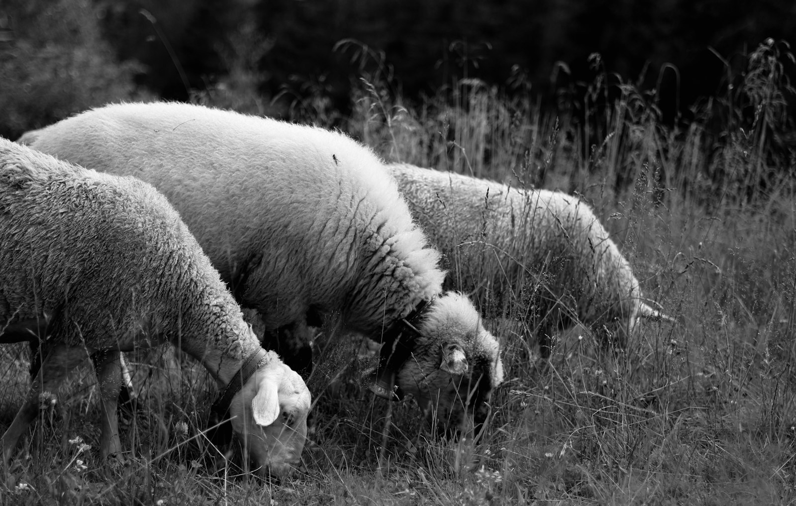 Moutons broutant dans une prairie de hautes herbes