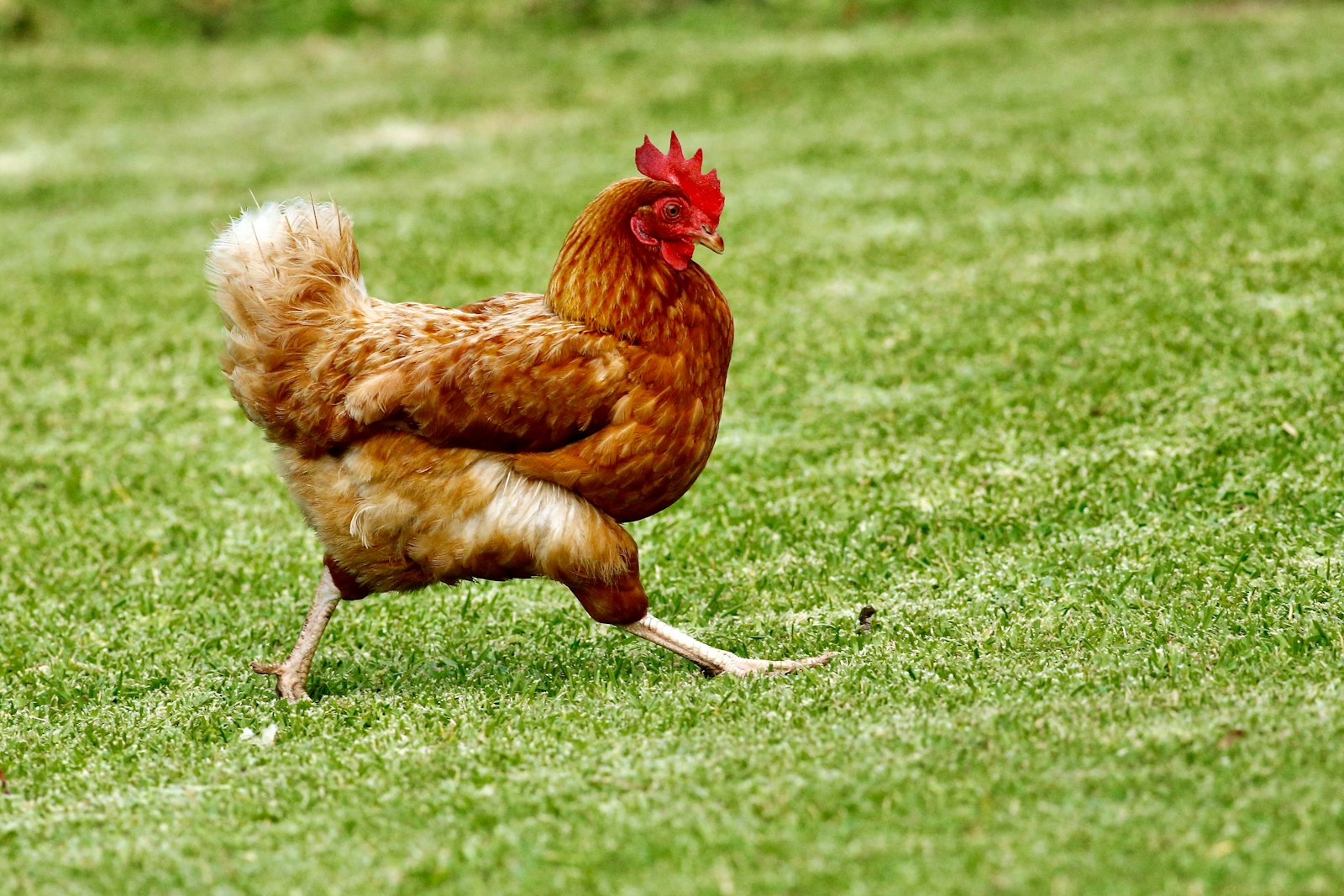 Poule élevée en liberté dans l'herbe verte