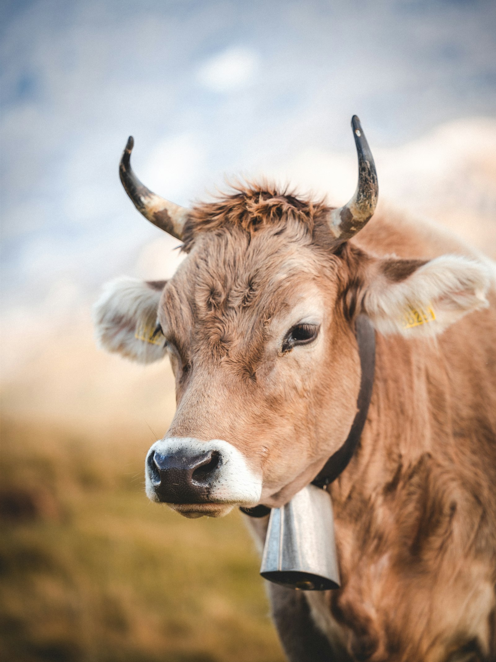 Vache de montagne portant sa cloche