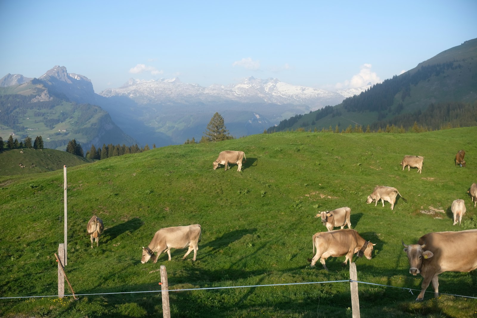 Troupeau de vaches au pâturage en alpage, sommets en arrière-plan