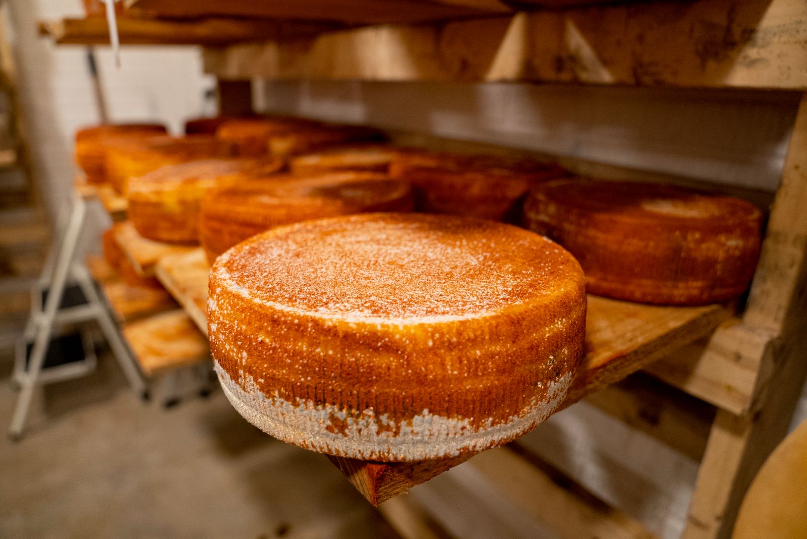 Meules de Comté en cours d'affinage sur des planches d'épicéa
